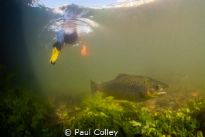 Mallard duck photo-bombing a Brown Trout by Paul Colley 